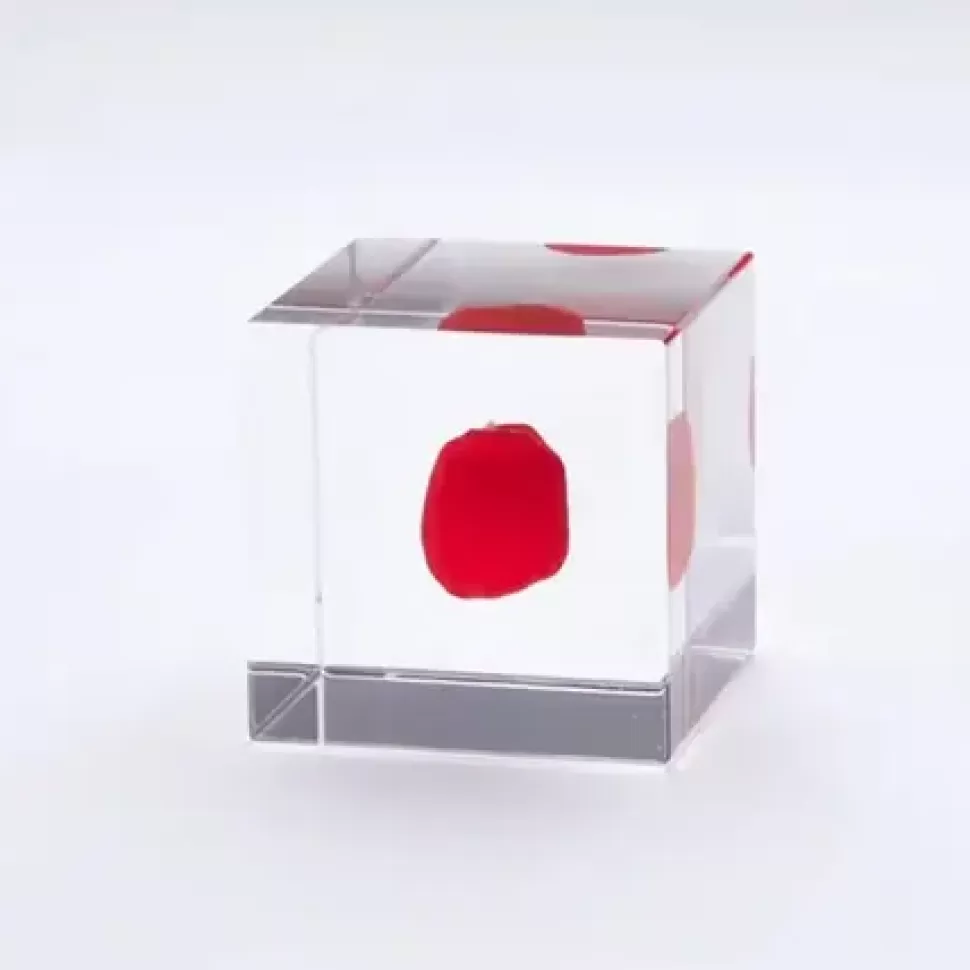 MIYA Company Desk Accessories^Sola Cube Huayruro Seed